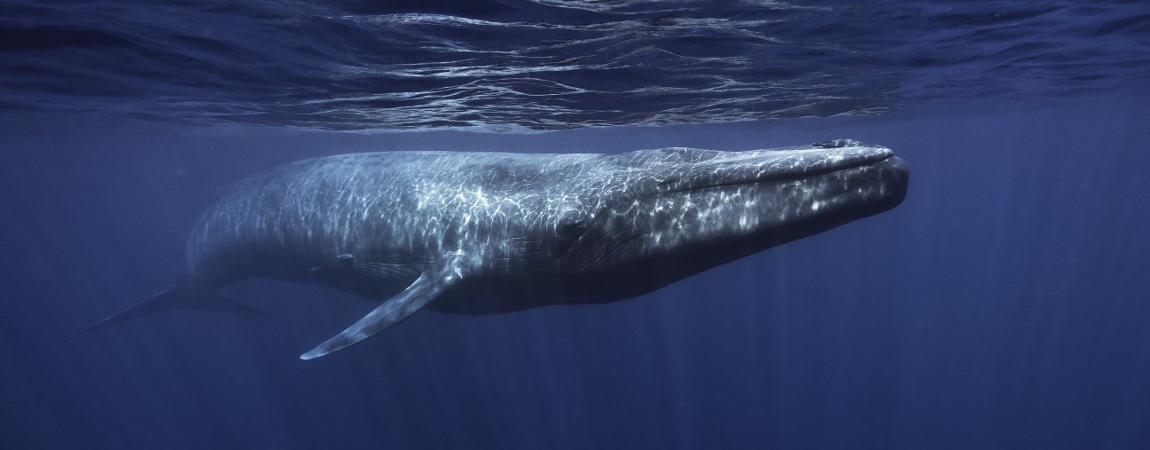 Blue Whale